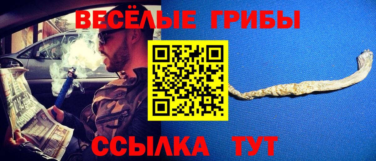 Галлюциногенные грибы Psilocybe Волхов